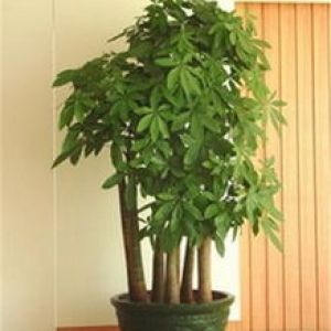 五枝發(fā)財(cái)樹